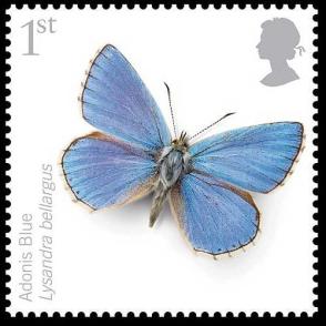 Name:  AdonisBlue_23639t.jpg
Views: 599
Size:  15.9 KB