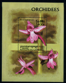 Name:  orchid (5).jpg
Views: 863
Size:  54.5 KB