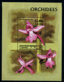 Name:  orchid (5).jpg
Views: 871
Size:  54.5 KB