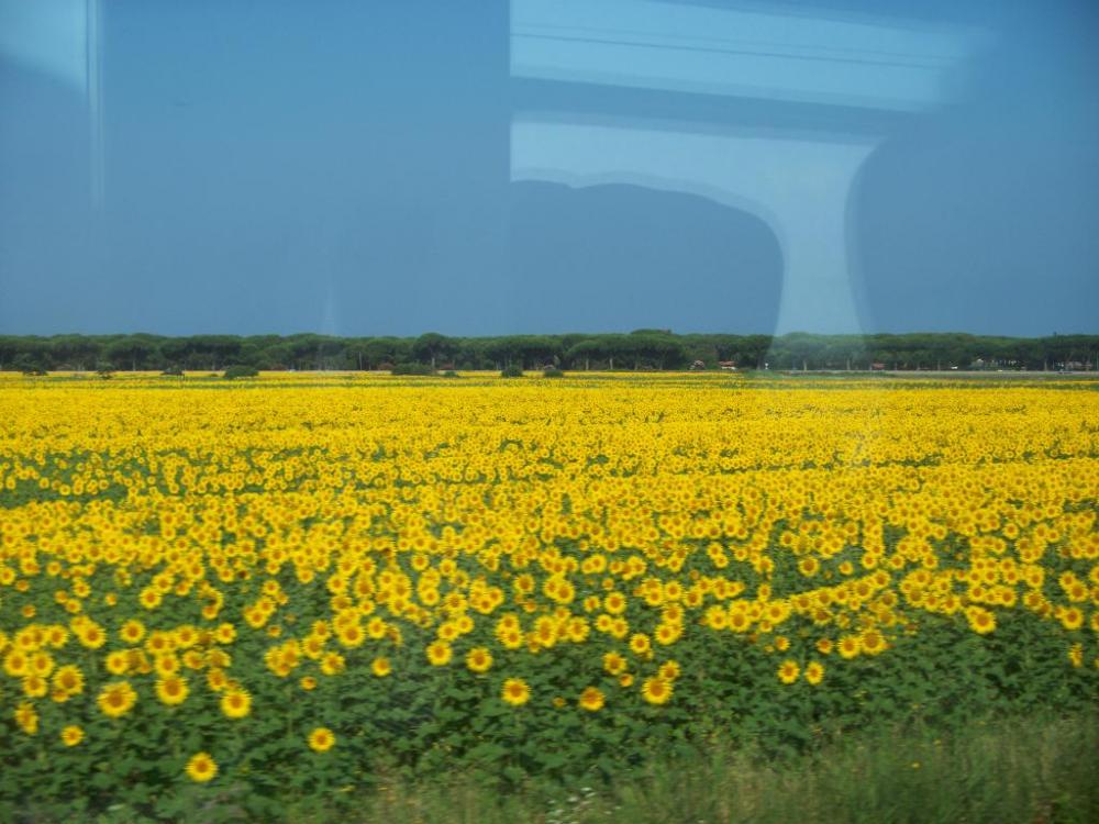 Name:  SUNFLOWER FIELD 1.jpg
Views: 250
Size:  103.2 KB