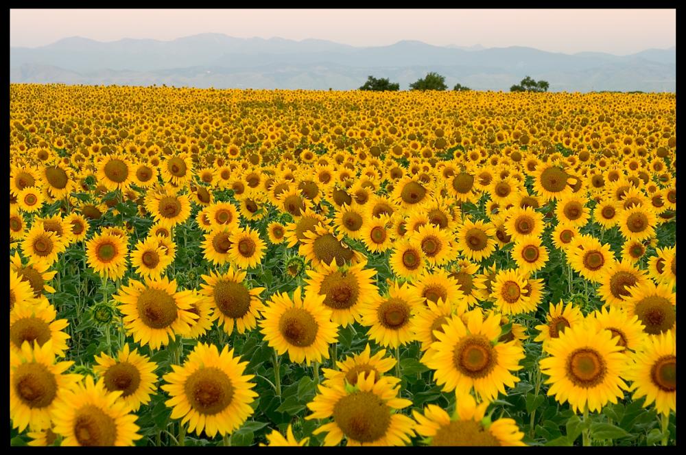 Name:  SUNFLOWER FIELD 3.jpg
Views: 245
Size:  158.5 KB