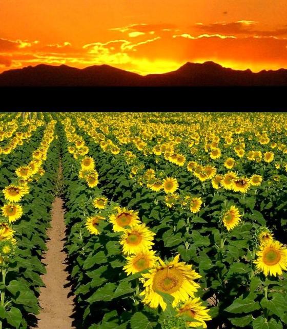 Name:  sunflower sunset.jpg
Views: 244
Size:  83.5 KB