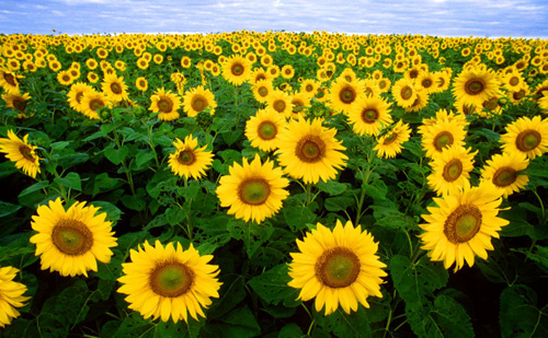Name:  sunflower field 7.jpg
Views: 242
Size:  124.5 KB