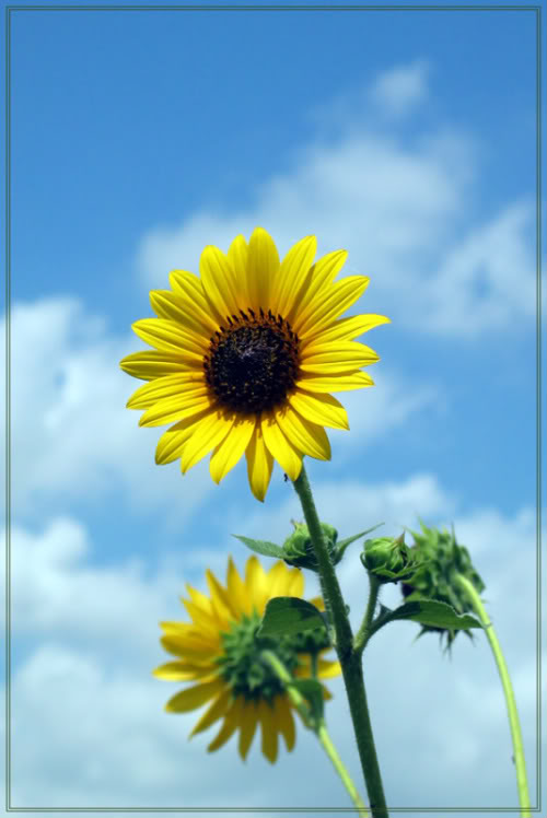 Name:  Sunflower in sky.jpg
Views: 246
Size:  47.3 KB