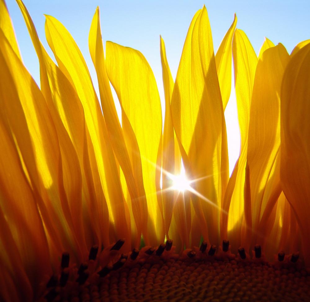 Name:  sunflower dawn.jpg
Views: 248
Size:  84.3 KB