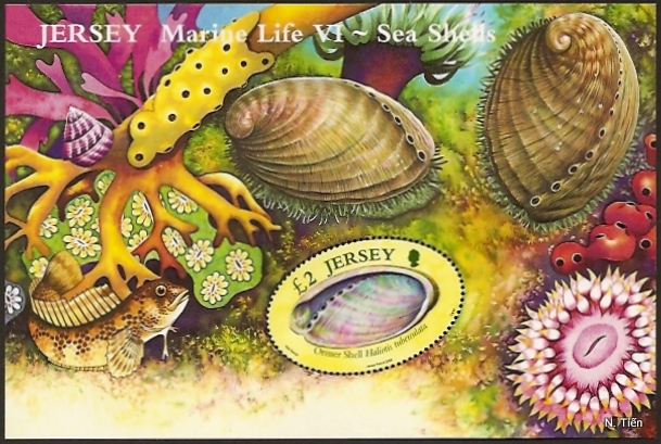 Name:  022-Jersey-Sea Shell-Sò-06.jpg
Views: 638
Size:  180.5 KB