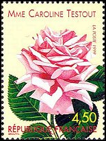 Name:  ros-france1999-rose1-small.jpg
Views: 1574
Size:  17.4 KB