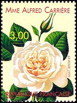 Name:  ros-france1999-rose2-small.jpg
Views: 1543
Size:  16.3 KB