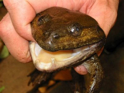 Name:  frog4.jpg
Views: 5292
Size:  25.6 KB