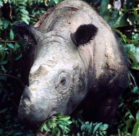 Name:  sumatran-rhino.jpg
Views: 2843
Size:  63.0 KB