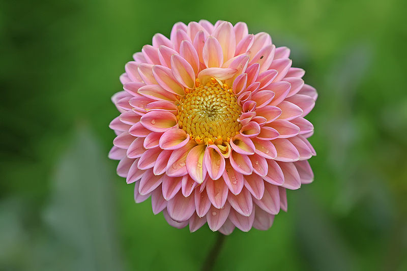 Name:  800px-Dahlia_x_hybrida.jpg
Views: 731
Size:  67.0 KB