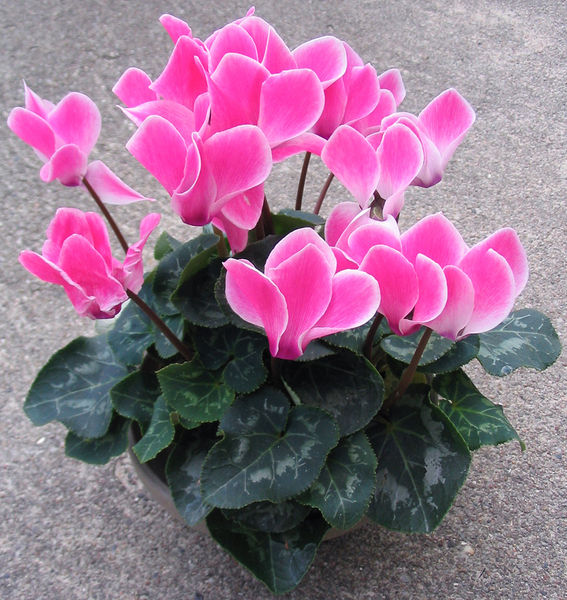 Name:  567px-Alpenveilchen_Cyclamen_1.jpg
Views: 648
Size:  126.8 KB