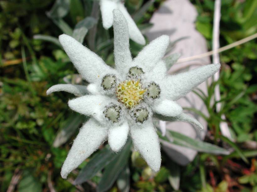 Name:  edelweiss.jpg
Views: 1488
Size:  62.7 KB