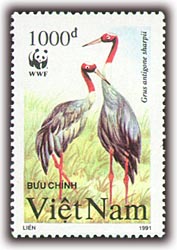 Name:  sếu đầu đò 3.jpg
Views: 2579
Size:  13.9 KB