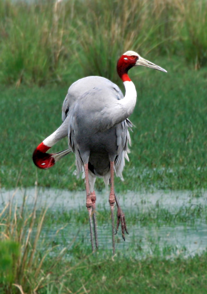 Name:  Sarus_Crane_(Grus_antigone)_in_Display_at_Sultanpur_I_Picture_134.jpg
Views: 3946
Size:  112.5 KB