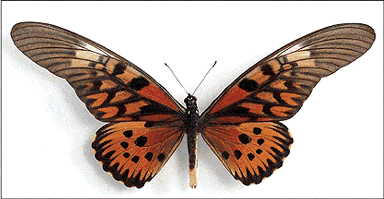 Name:  Papilio-antimachus.gif
Views: 6087
Size:  95.8 KB