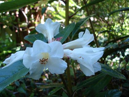 Name:  Rhododendron maddenii.jpg
Views: 739
Size:  53.0 KB