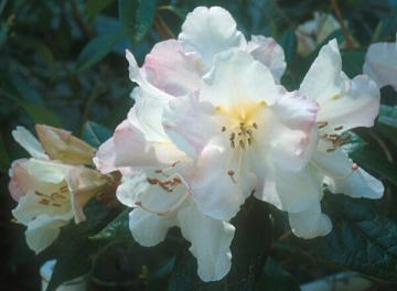 Name:  Rhododendron maddenii1.jpg
Views: 716
Size:  15.0 KB