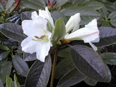 Name:  Rhododendron maddenii ssp. crassum.jpg
Views: 765
Size:  27.9 KB