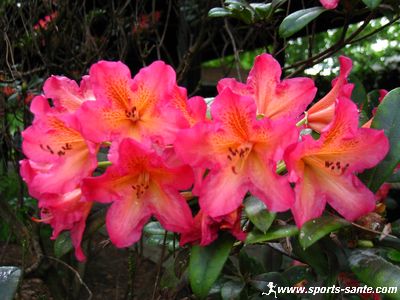 Name:  Fleur de rhododendron Rhododendron dichroanthum.jpg
Views: 955
Size:  42.2 KB