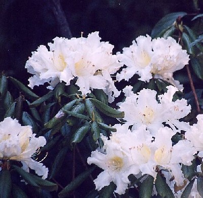 Name:  rhododendron_lyi.jpg
Views: 1239
Size:  57.4 KB