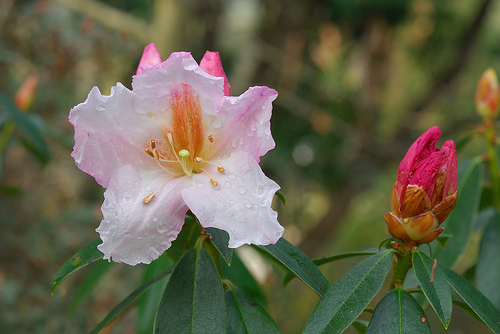 Name:  Rhododendron veitchianum.jpg
Views: 1063
Size:  91.2 KB