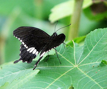 Name:  heri-bannergatta-common-mormon-male-butterfly_small.jpg
Views: 1699
Size:  65.3 KB