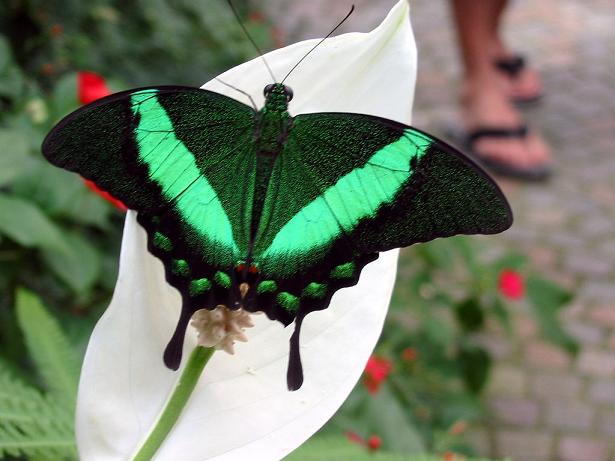 Name:  Butterfly-green_black.jpg
Views: 1667
Size:  40.3 KB