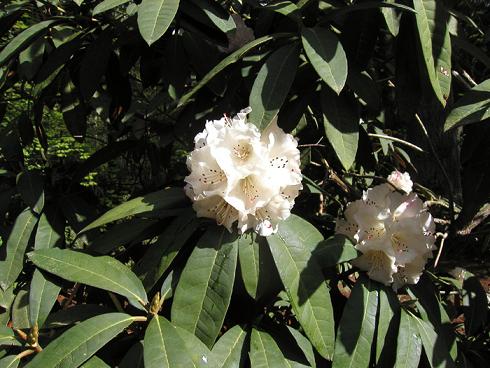 Name:  Rhododendron arboreum ssp. cinnamomeum var. album.jpg
Views: 618
Size:  57.4 KB