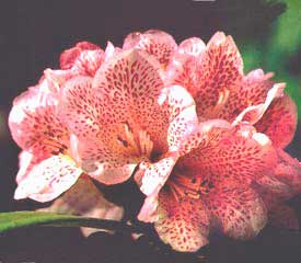 Name:  Rhododendron irroratum ssp irroratum.jpg
Views: 1128
Size:  15.2 KB