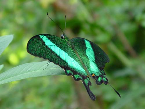 Name:  green-banded-peacock-bflyh-DSC00097.jpg
Views: 1704
Size:  20.8 KB