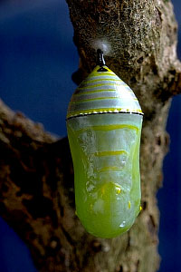 Name:  Monarch_chrysalis_med.jpg
Views: 1111
Size:  17.2 KB