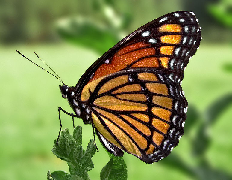 Name:  775px-Viceroy_Butterfly.jpg
Views: 558
Size:  110.2 KB