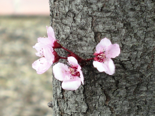 Name:  Cherry Blossom-01.JPG
Views: 390
Size:  181.3 KB