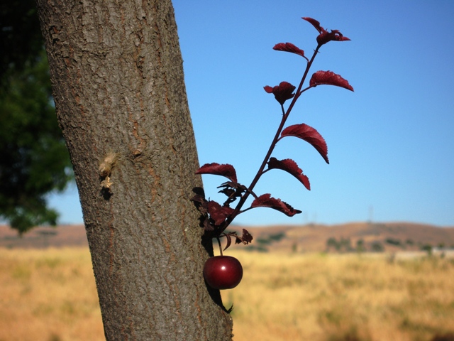 Name:  Cherry Blossom-03.JPG
Views: 368
Size:  137.8 KB