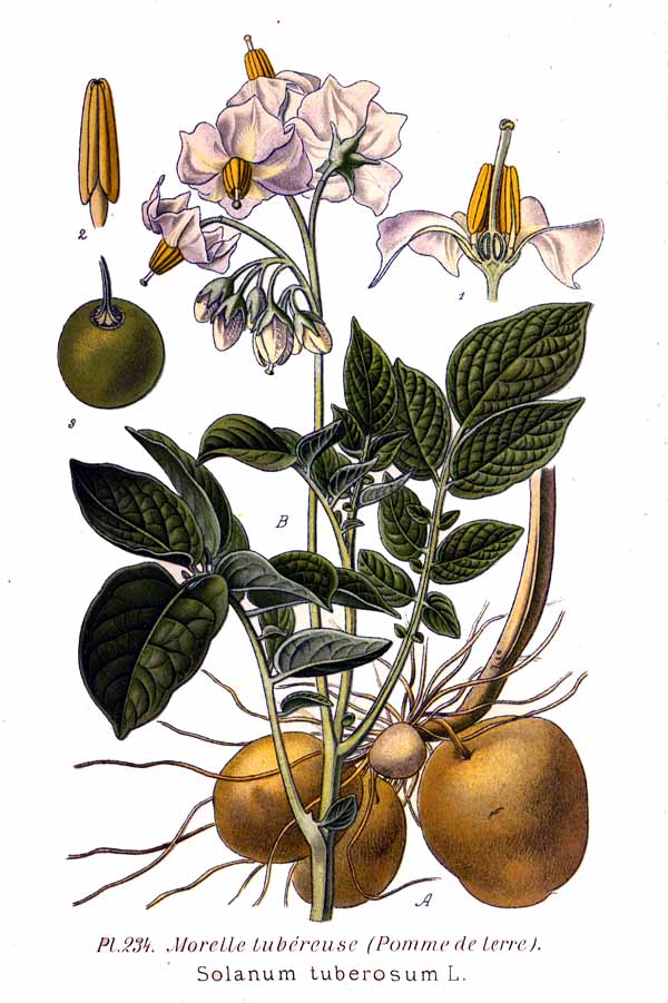 Name:  234_Solanum_tuberosum_L.jpg
Views: 13782
Size:  84.9 KB