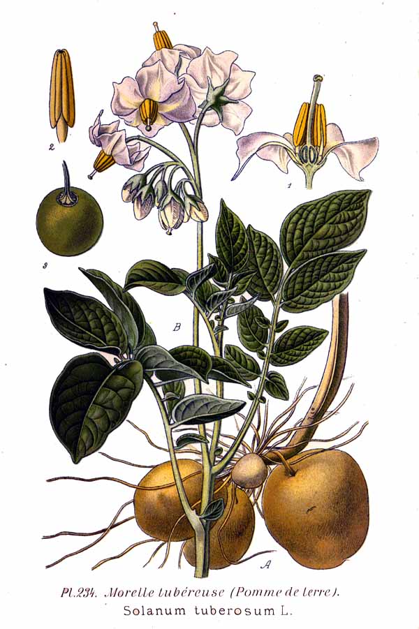 Name:  234_Solanum_tuberosum_L.jpg
Views: 13762
Size:  84.9 KB