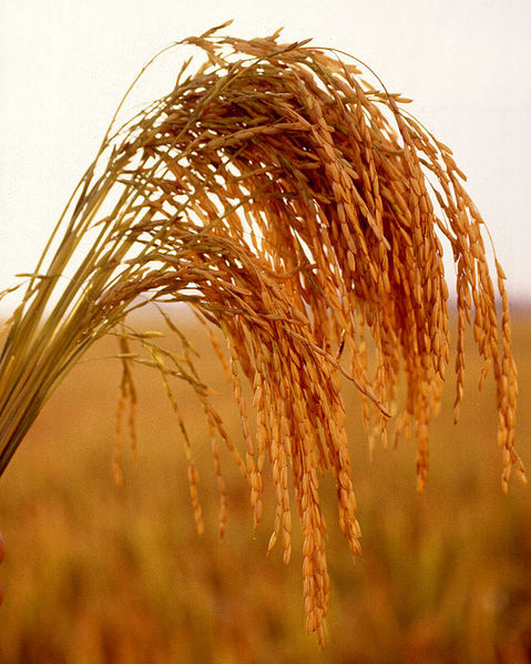 Name:  479px-US_long_grain_rice.jpg
Views: 13524
Size:  79.6 KB