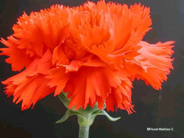 Name:  Dianthus_caryophyllus.jpg
Views: 2020
Size:  23.2 KB