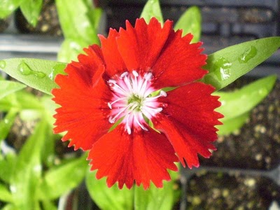 Name:  dianthus+floral+lace+crimson+(own).jpg
Views: 1848
Size:  31.4 KB