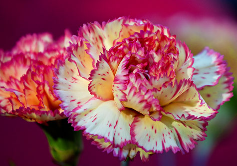 Name:  carnation....jpg
Views: 2104
Size:  47.1 KB