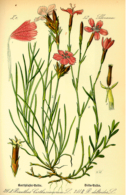 Name:  dianthus.GIF
Views: 2140
Size:  172.9 KB