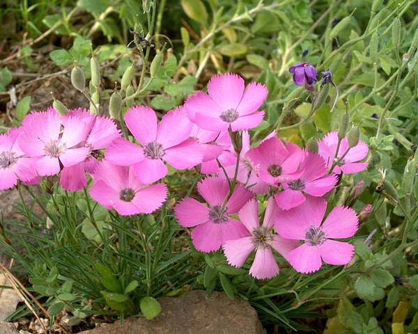 Name:  Dianthus pavonius2.JPG
Views: 2322
Size:  50.1 KB