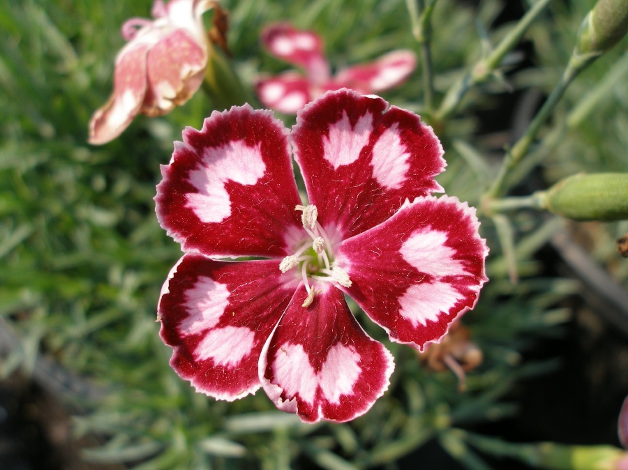 Name:  dianthus spangled star.JPG
Views: 4348
Size:  230.2 KB