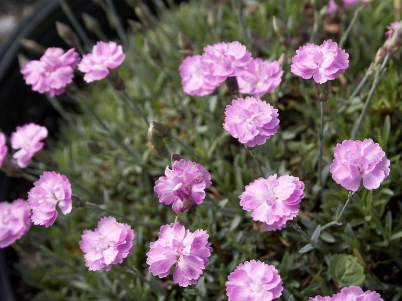 Name:  dianthus_gratianopolitanus_tiny_rubies.jpg
Views: 2199
Size:  66.4 KB