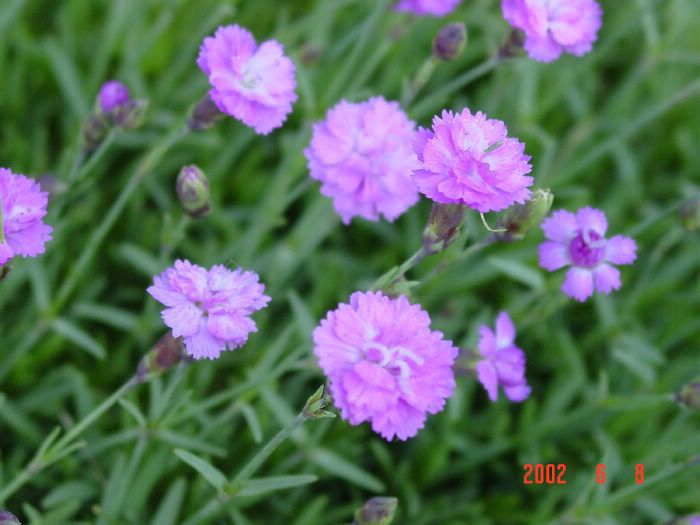 Name:  dianthus_tiny_rubies.jpg
Views: 2244
Size:  49.4 KB