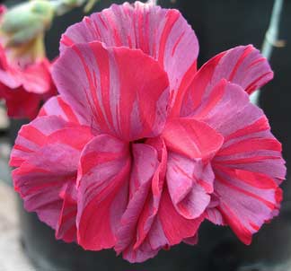 Name:  dianthus_chomley_farran.jpg
Views: 1872
Size:  13.7 KB