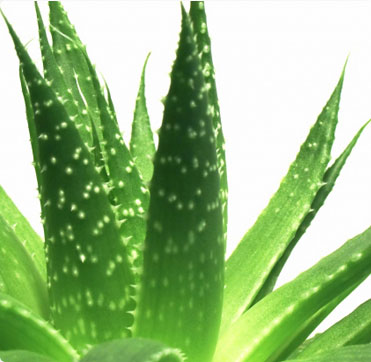 Name:  AloeVera.jpg
Views: 8926
Size:  30.0 KB