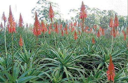 Name:  Aloe_arborescens.jpg
Views: 19544
Size:  47.5 KB