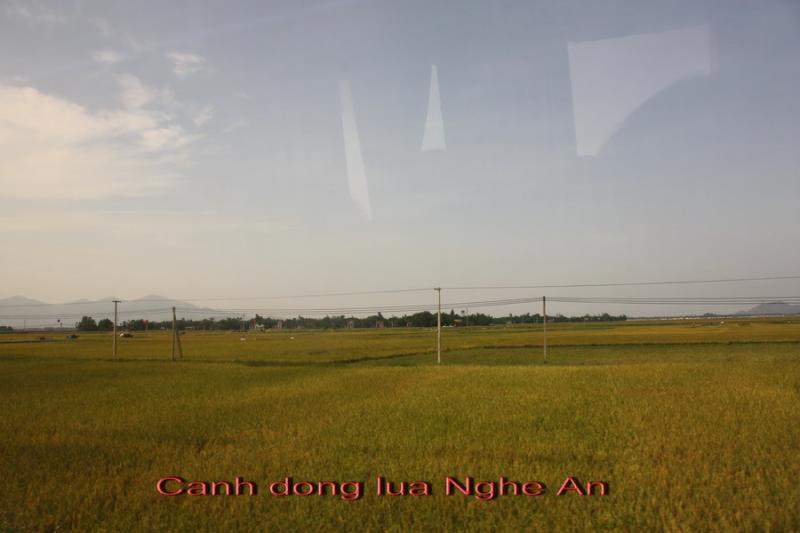 Name:  Copy of dong lua Nhge An.jpg
Views: 661
Size:  35.2 KB